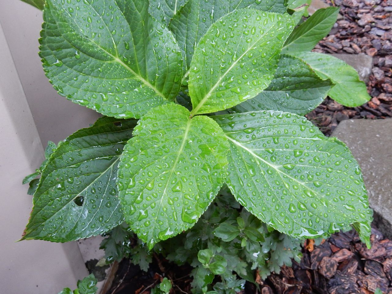 雨でしたが、穏やかな雨でとても50年に一度というようなものではありません_c0025115_22300708.jpg