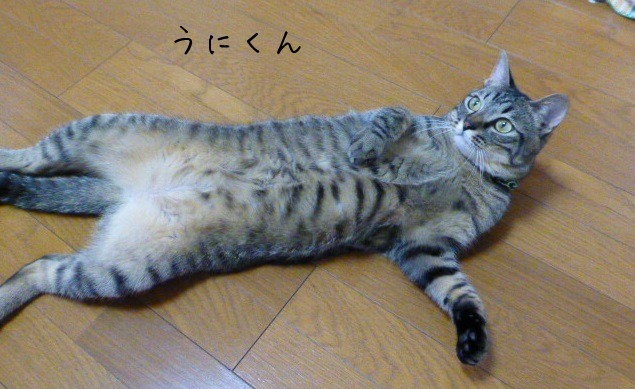 お留守番にゃんこギャラリー【August-1】_e0237625_1382164.jpg