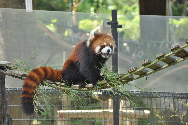 残暑厳しい動物園_a0248728_15395936.jpg