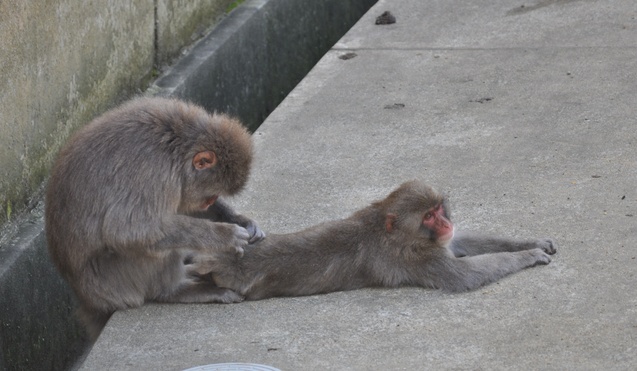 残暑厳しい動物園_a0248728_15444282.jpg