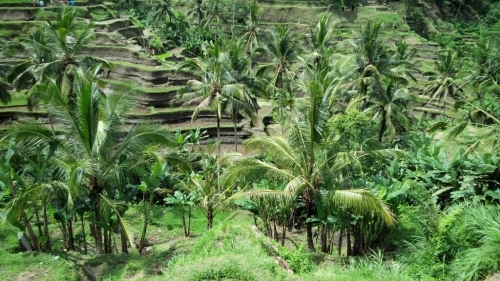 インドネシア旅行　2016　その3_a0024829_16513288.jpg