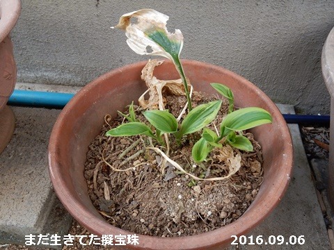 e0033229_18312312.jpg