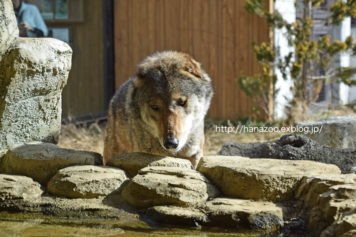 マーキングの癖（2016/2/13）_b0245634_12205922.jpg