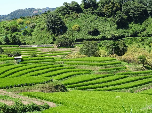 千早赤阪村の棚田_b0299042_21521033.jpg