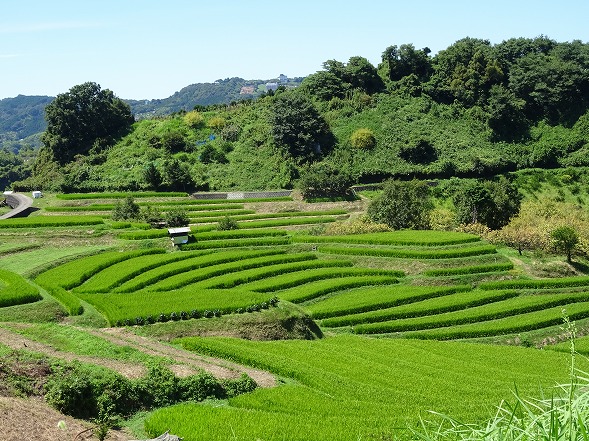 千早赤阪村の棚田_b0299042_21521657.jpg