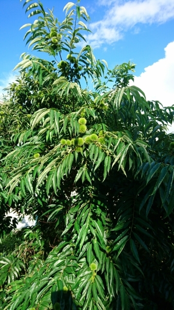 f0320843_14354802.jpg