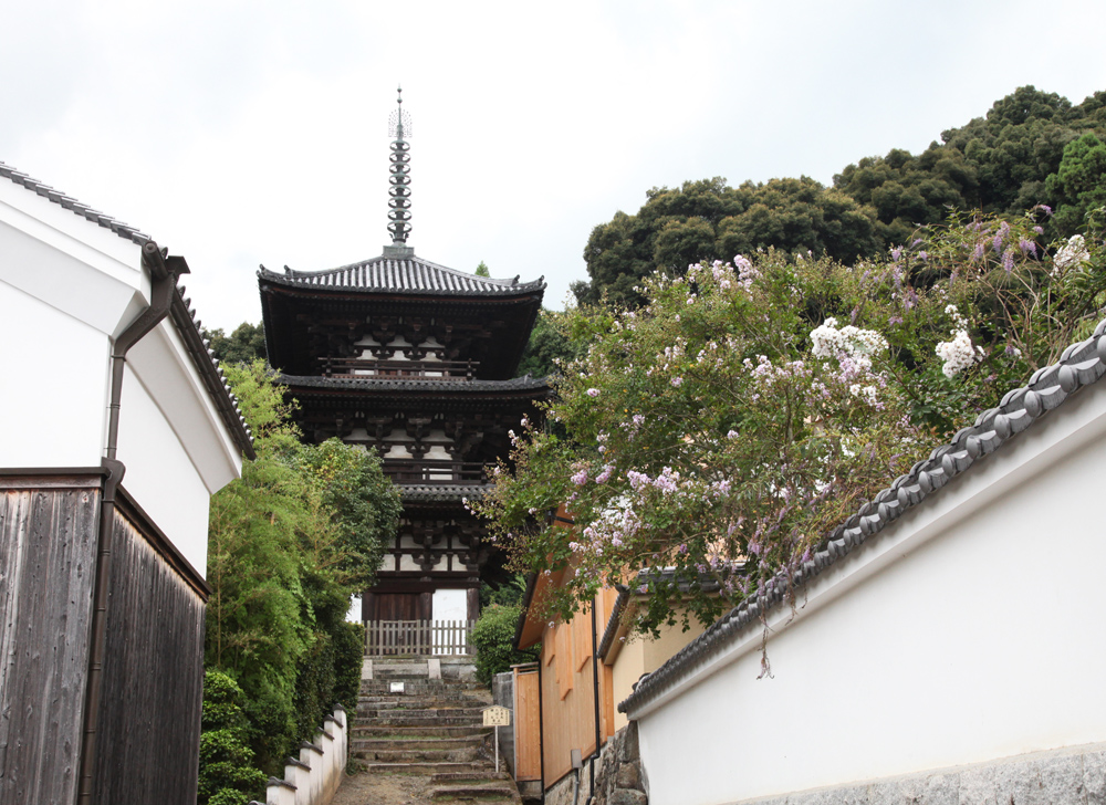 当麻寺　護念院　西南院　百日紅　藤の種_c0108146_220272.jpg