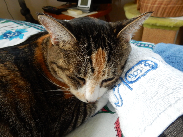 ’16,9,6(火)快適猫的生活!_f0060461_8255156.jpg