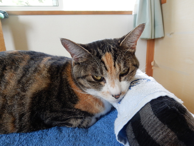 ’16,9,6(火)快適猫的生活!_f0060461_8355943.jpg