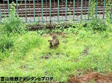 ありがとう!アルペンルート・トロッコ電車2016_a0243562_09282693.jpg