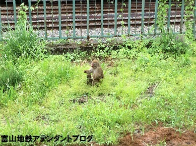 ありがとう！アルペンルート・トロッコ電車２０１６_a0243562_09282693.jpg