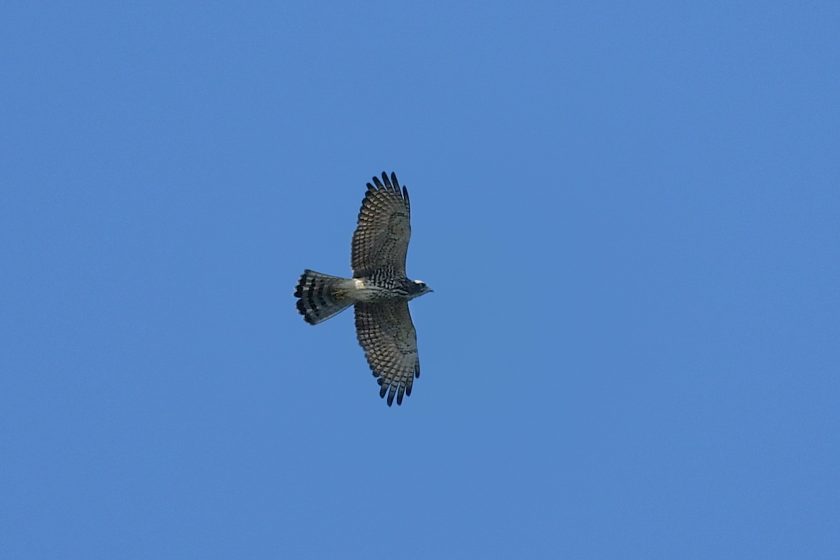 サシバ幼鳥_f0053272_8145849.jpg