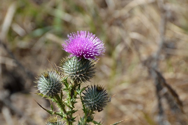 At Marin Headlands  #2_b0369375_5582813.jpg