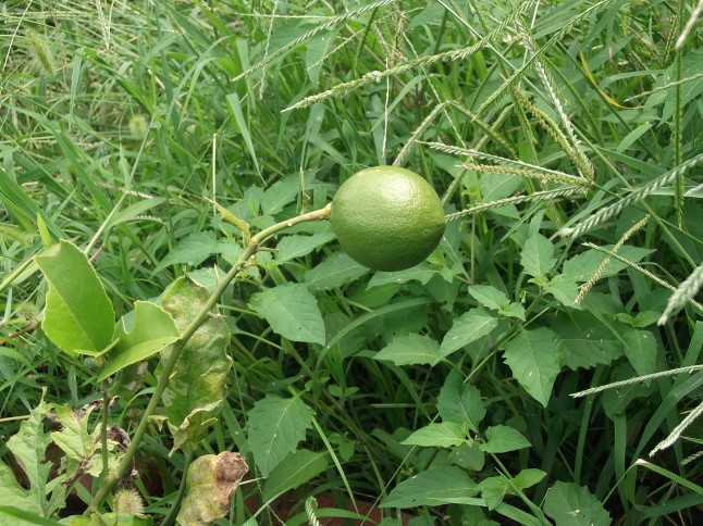 実のなる木・草_f0334882_15215574.jpg