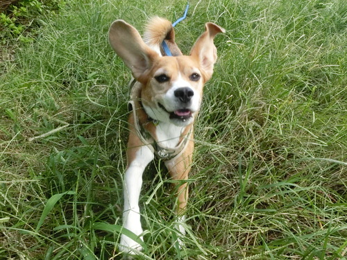 飼い犬は飼い主に似るのだろうか_a0319693_8104340.jpg