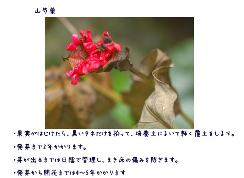日々の事_c0051105_15122247.jpg