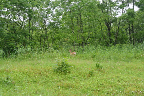 c0242406_17131358.jpg