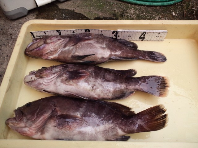 e0113508_11232062.jpg