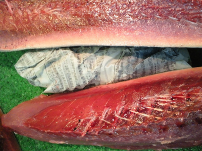 戻りカツオ_f0157910_13595867.jpg