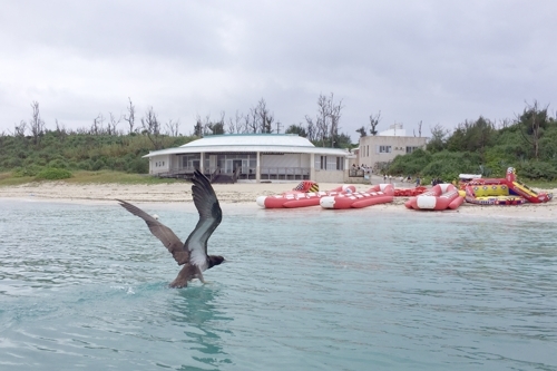 水納島のカツオドリ_b0158923_23215531.jpg