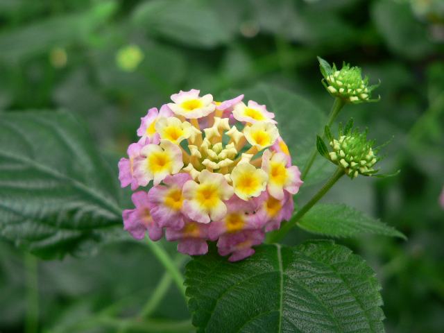 ランタナ 花の仲間調べ ランタナ 花の仲間調べ