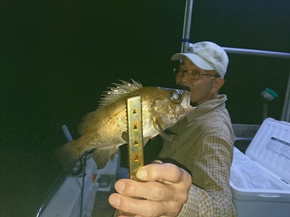 ９月６日 メバル夜釣り 黒潮丸 広島 遊魚船 釣り船 お問い合わせ ０９０ ６４１１ ８８８２
