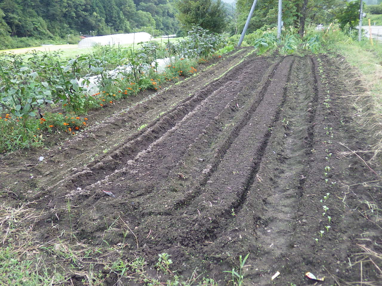 三太郎大根の双葉が出てきました。_c0300035_1028423.jpg