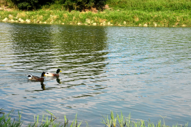 読み方は難しい 白秋の黄昏