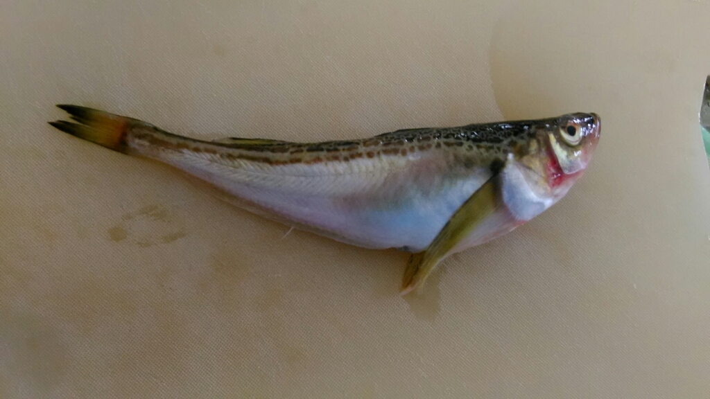 ハタハタでしょっつる鍋と煮つけ Yukiのほんわか日記