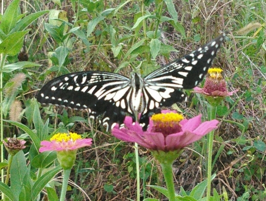 アゲハチョウとサトキマダラヒカゲ_a0018655_14473204.jpg