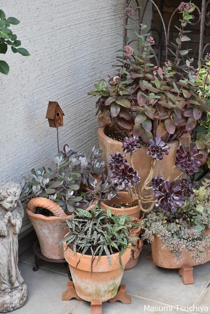 tさんの玄関先 この植物をお買い2 tさんの玄関先 この植物をお買い2