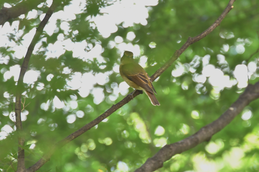 キビタキ幼鳥_f0053272_1021235.jpg