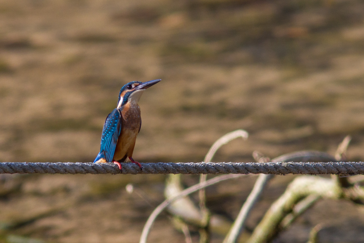 沖縄旅行その他の野鳥とキノボリトカゲ　（沖縄旅行その１５）_a0052080_16020680.jpg