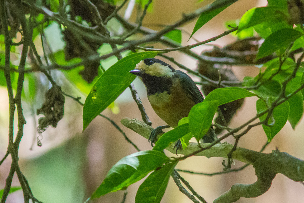 沖縄旅行その他の野鳥とキノボリトカゲ　（沖縄旅行その１５）_a0052080_16023875.jpg