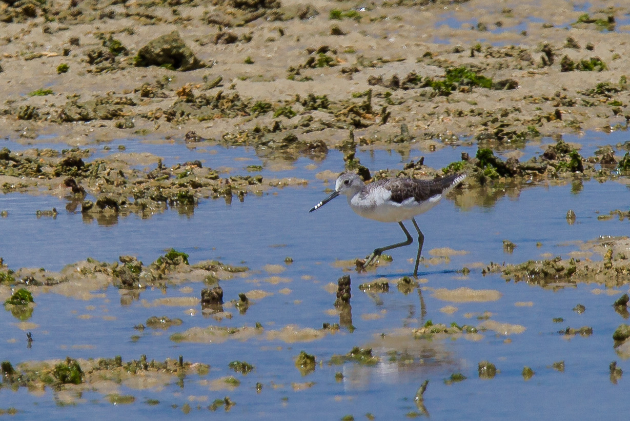 沖縄旅行その他の野鳥とキノボリトカゲ　（沖縄旅行その１５）_a0052080_16025286.jpg