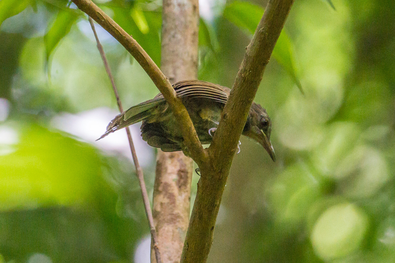 沖縄旅行その他の野鳥とキノボリトカゲ　（沖縄旅行その１５）_a0052080_16491837.jpg