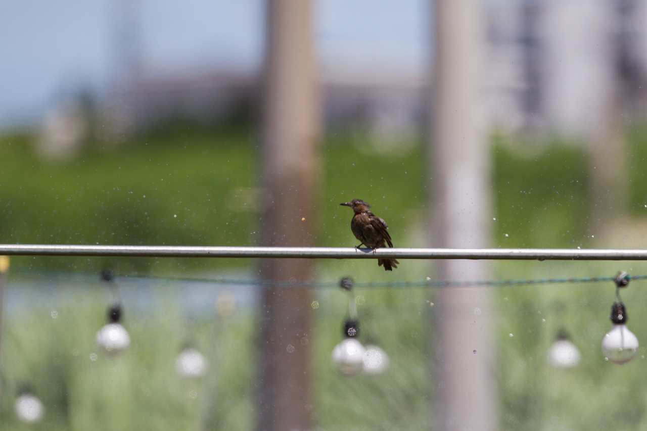 沖縄旅行その他の野鳥とキノボリトカゲ　（沖縄旅行その１５）_a0052080_16514263.jpg