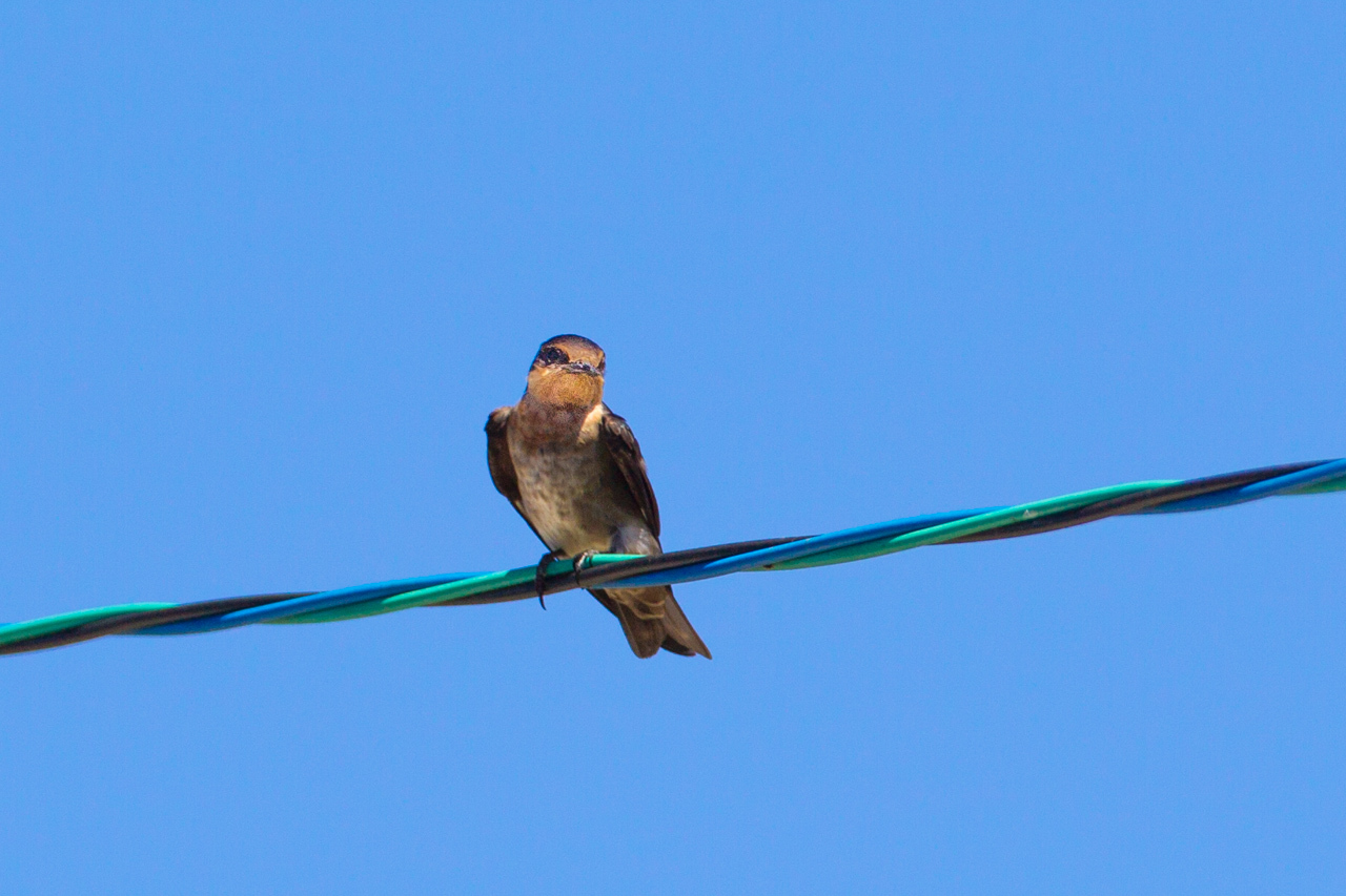 沖縄旅行その他の野鳥とキノボリトカゲ　（沖縄旅行その１５）_a0052080_16561310.jpg