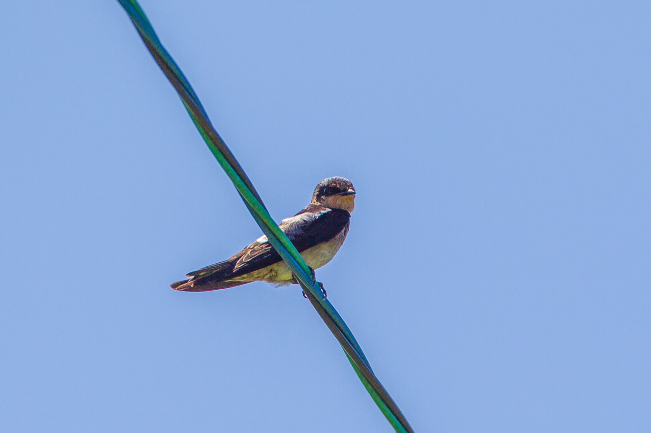 沖縄旅行その他の野鳥とキノボリトカゲ　（沖縄旅行その１５）_a0052080_16561324.jpg