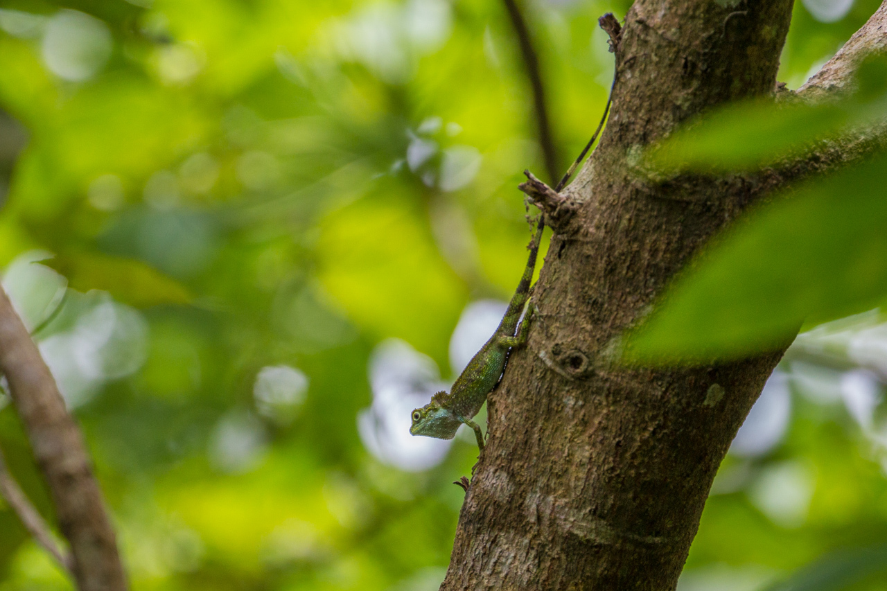 沖縄旅行その他の野鳥とキノボリトカゲ　（沖縄旅行その１５）_a0052080_17033153.jpg