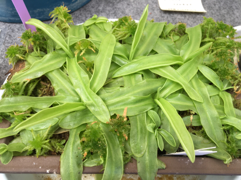 食虫植物を求めて～夢の島熱帯植物館_b0091685_13424228.jpg