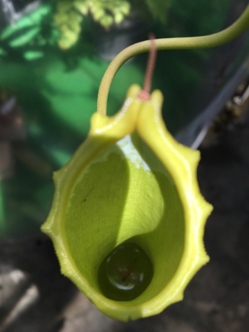 食虫植物を求めて～夢の島熱帯植物館_b0091685_13424460.jpg