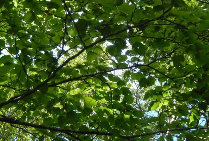 c0144185_20213485.jpg