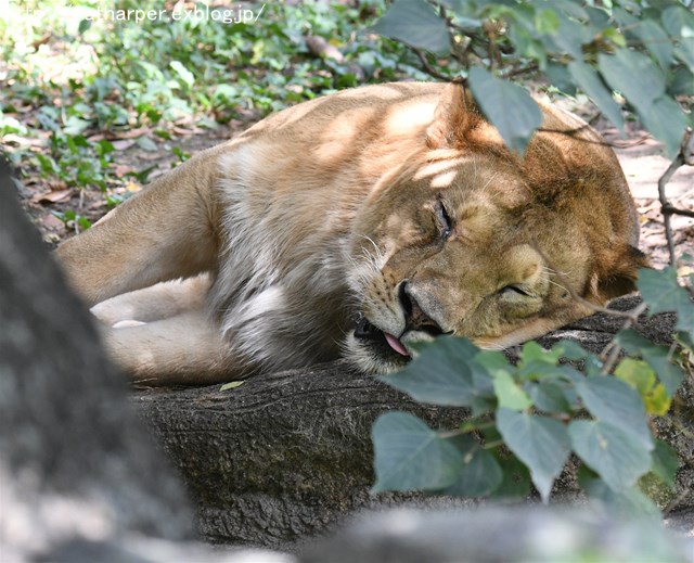 ２０１６年８月　浜松市動物園　その３_a0052986_22543012.jpg