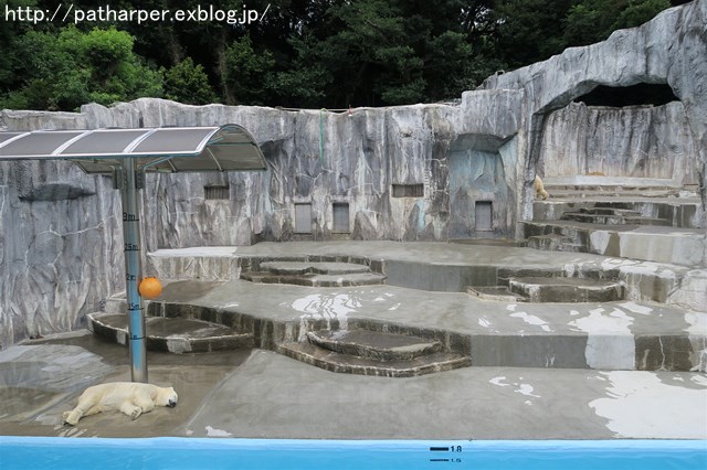 ２０１６年８月　浜松市動物園　その３_a0052986_23125052.jpg