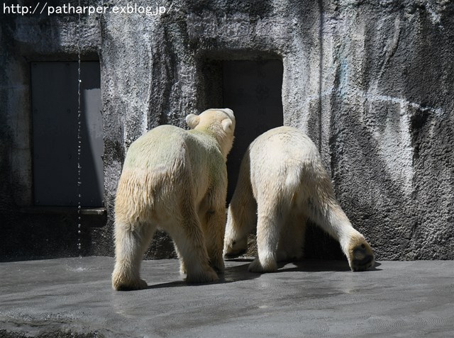 ２０１６年８月　浜松市動物園　その３_a0052986_23304784.jpg