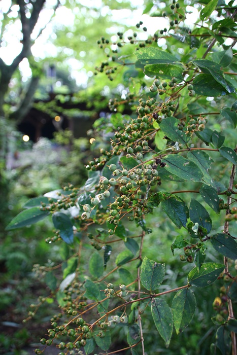 夏の思い出～相棒の故郷編～_e0177190_21273338.jpg