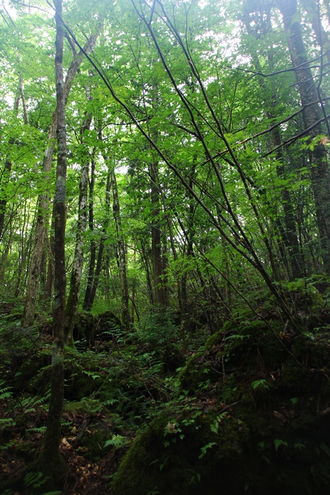 e0177190_21462033.jpg
