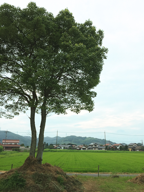 島根に行ってきました！出西窯_e0114402_18491651.jpg