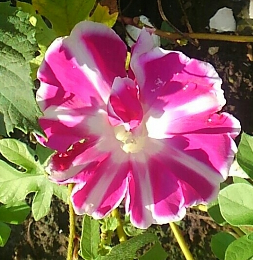 d0306603_10044891.jpg